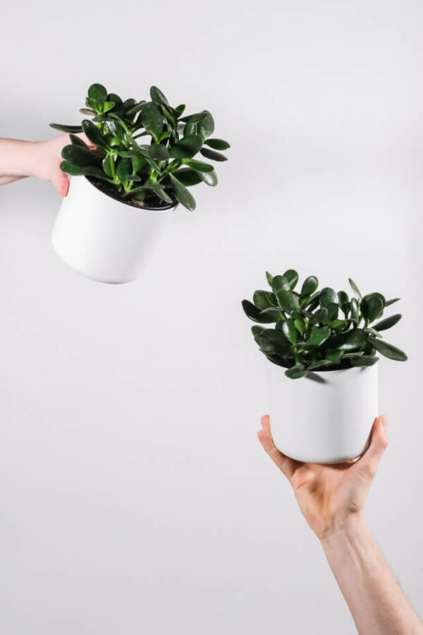 Ficus Decora Burgundy - Зображення 2