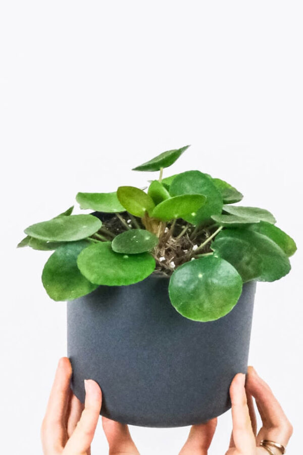 Peperomia Lemon Lime - Зображення 2