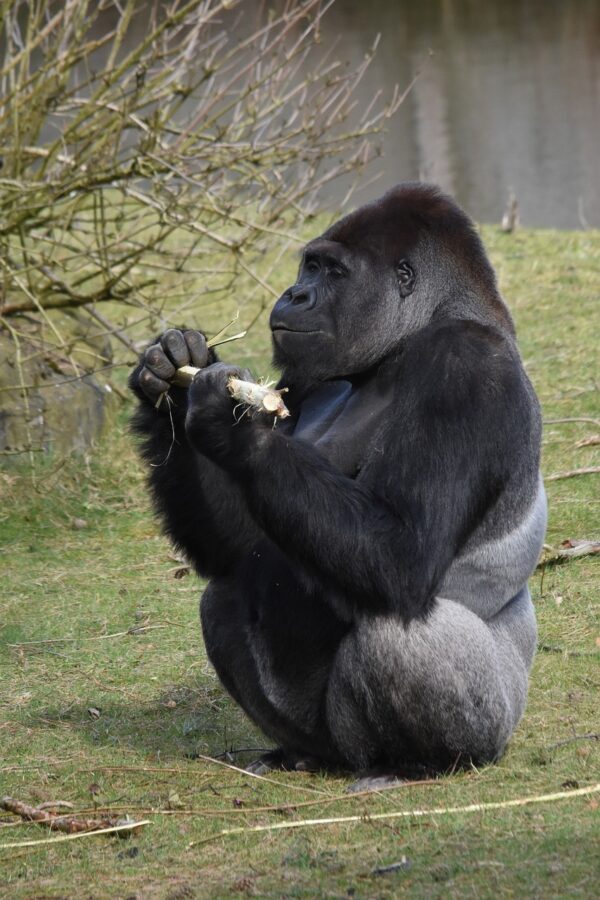 mammals, monkey, hominoidea
